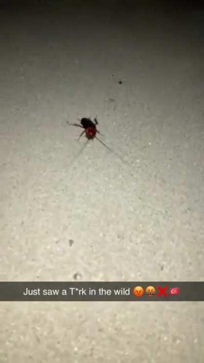 T*rkroach [0.08M] ruined my [21M sigma Romanian 😎💪🏽🇷🇴] walk back from the gym 😡😡😡😡❌❌❌❌