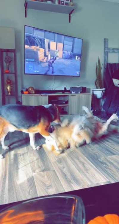 Recently brought this baby out of a tough situation and into our home, I think she is adjusting well