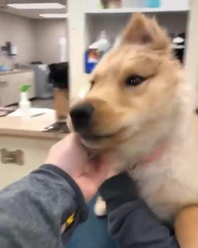 Cute rare puppy with one Ear