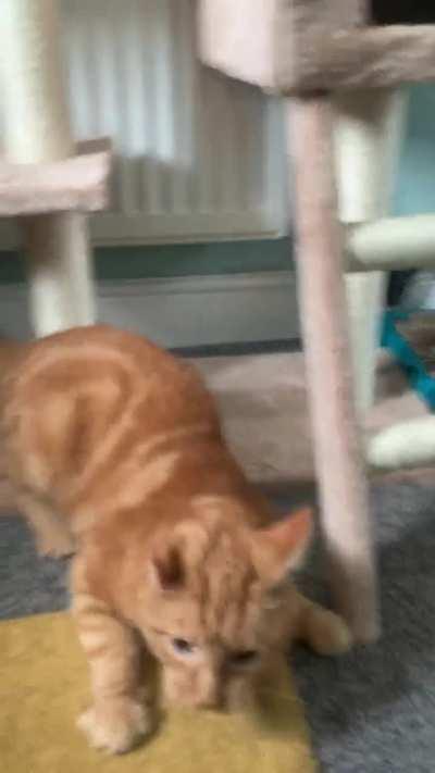 I just moved house and all of a sudden my senior (11) cat is acting like a kitten???