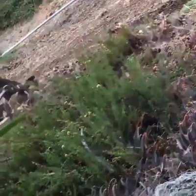 Mule deer desperately tries to escape the jaws of a mountain lion.