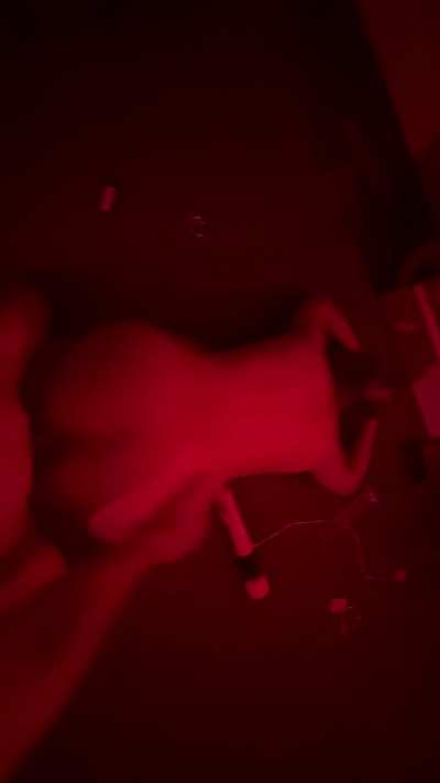 Fucked from behind in a sex dungeon