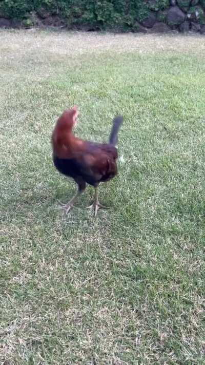 Dogs aren't the only ones who will chase their tails