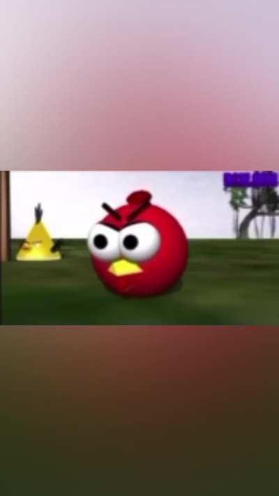 🐖🦜🦜🦜