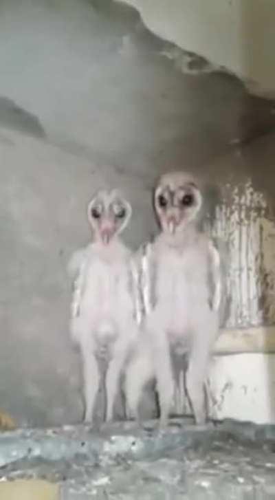 They live inside walls