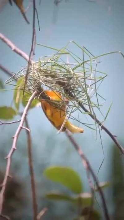 🔥A bird that builds its nest