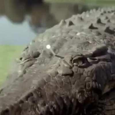 RIP gator