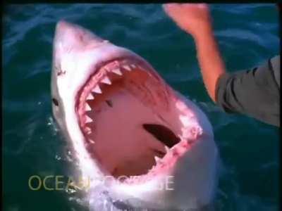 Man playing with a great white shark