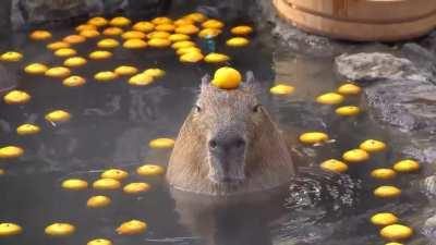 Capybara with an orange on his head