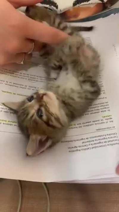 how people don't like cats?