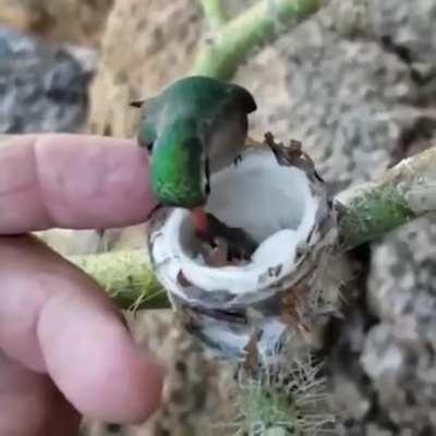 🔥 Hummingbird feeding her babies.