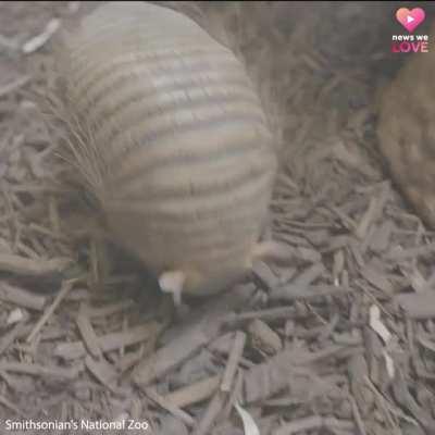 🔥 Cute Armadillo playing with a toy