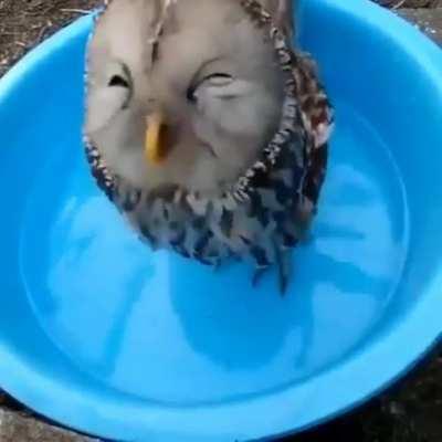 A happy owl.