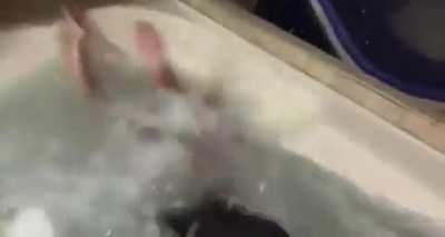 HMC while I reach for the soap