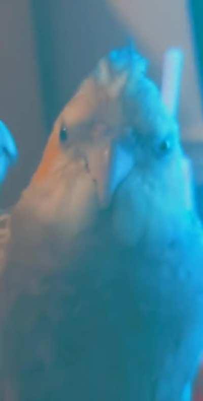 Jovi singing Addams family theme for the 40th time and Nikki thinking 