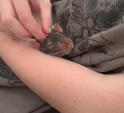 Sweet old man chunky taking a nap