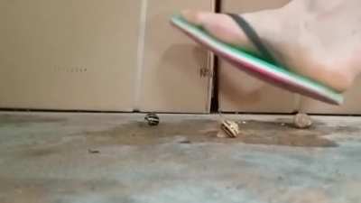 Quarterfinal 3: Purple Flipflops v/s Italian Flipflops