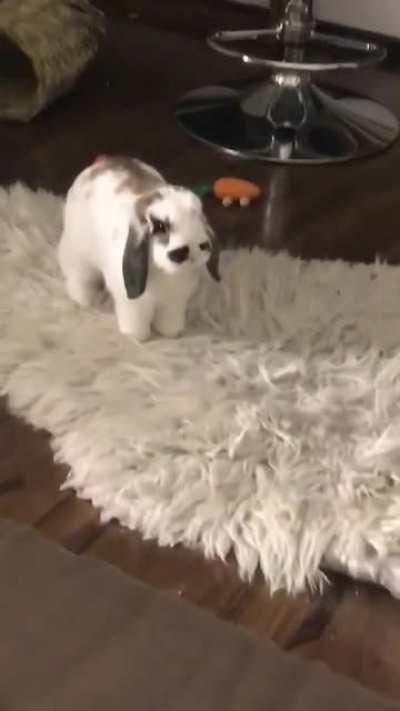 Why is he standing like that? He looks like a small dog