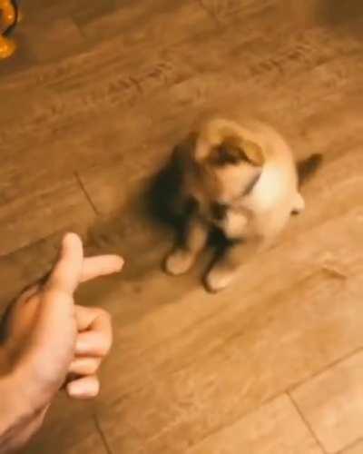 This cutie deserves an Oscar!