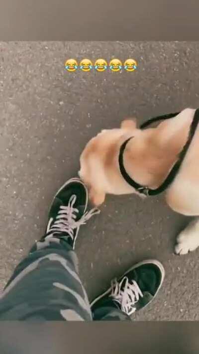 Ops let me handle for you... ok one more time... Seriously hooman? Can we go now?