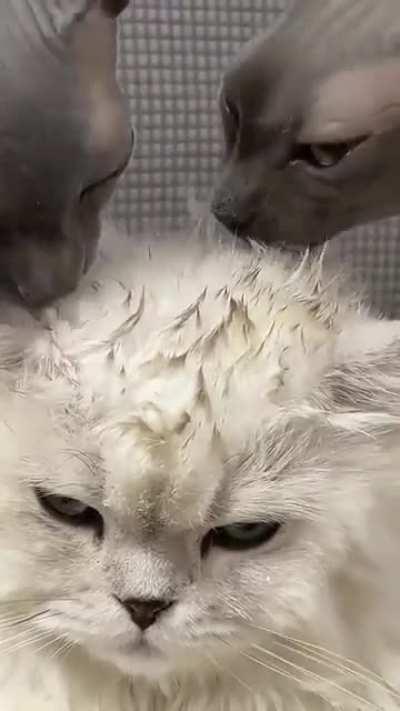 Двое чёрных лысых лижут волосатую киску. 18+