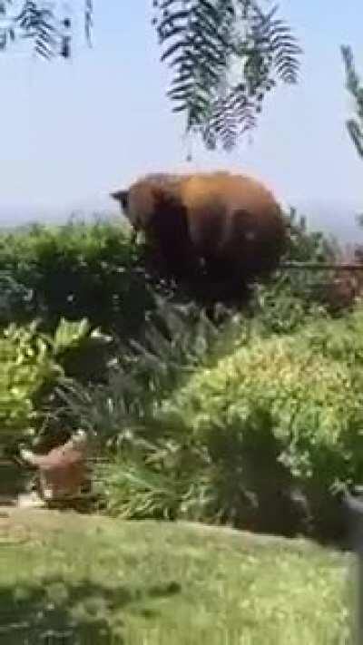 I would have defecated myself. This is nuts.