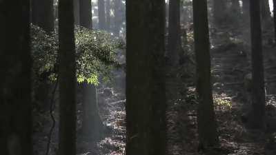 A massive xylophone in the forest of Kyushu, Japan plays Bach's tune when a wooden ball rolls down each key.