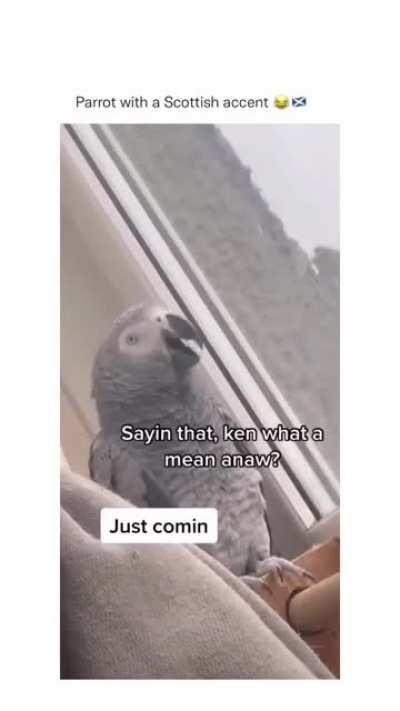 I have never seen a parrot with Scottish accent 🤣