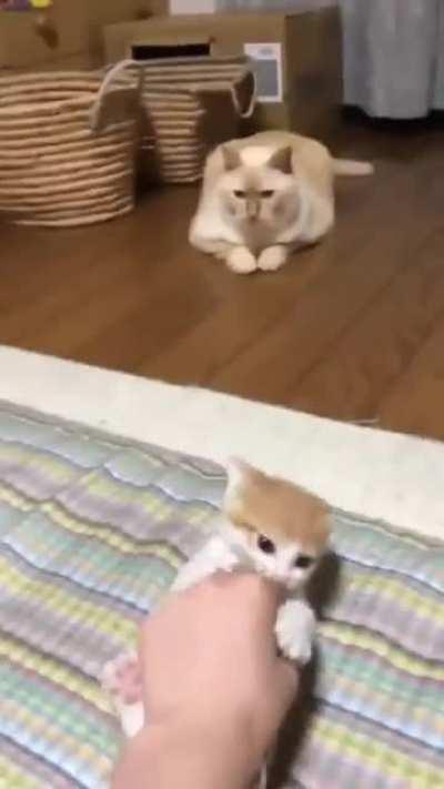 - I can easily eat your hand...- says the little evil before the attack