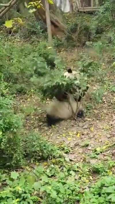 🔥 Panda being Panda 🔥