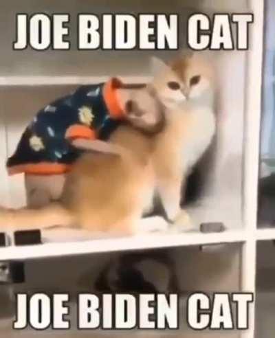 Bidens AmericCCCat 😩