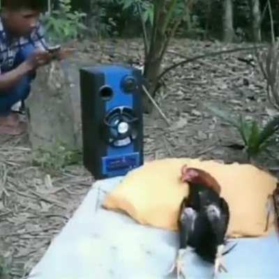 BeelcitosMemes - Video #9776