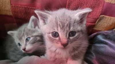 These smol guys crawled out of a woodpile in my yard. So tiny.