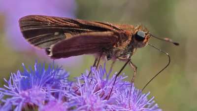 Ocola skipper on mist flower