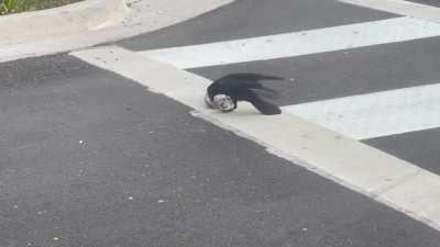Crow rips a pigeons head off!!!!