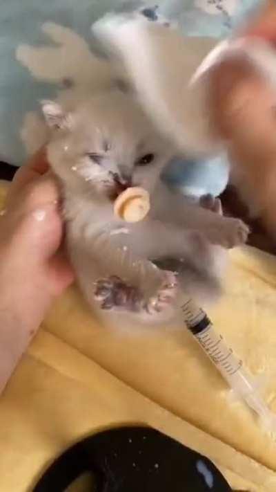 WCGW feeding a cat . this look so cute