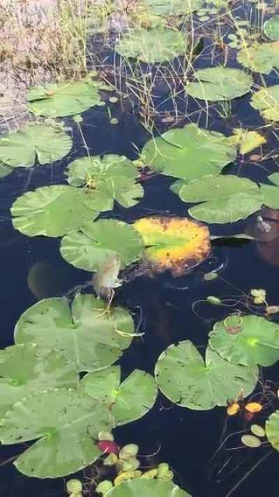 Can anyone ID this derpy boi? Central Florida.