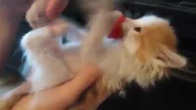 Catnip addicted junkie goes on a violent rampage and assaults woman