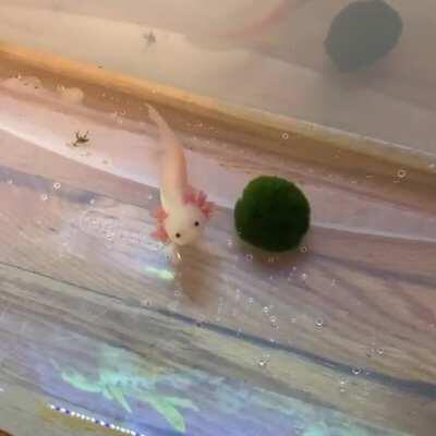 Chili just wants to say hi! 👋 We are still growing our legs so it is a little difficult to swim. Currently being tubbed while the tank finishes cycling! I am obsessed with this baby.