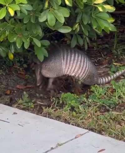 🔥 How armadillos gather foliage for their nests