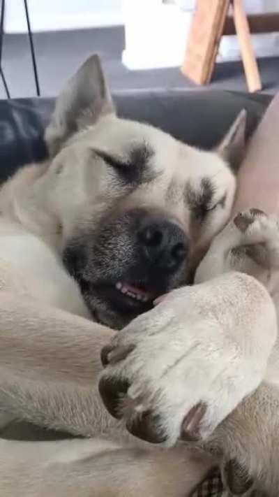 Pupper dreaming like a derp