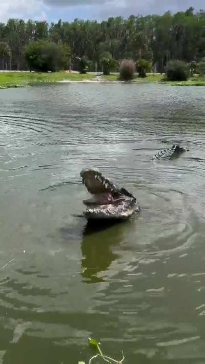 Nile crocodile effortlessly crushes skull