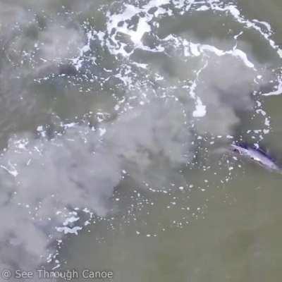 🔥 Dolphin showing her baby the mud net aka mud ring feeding technique