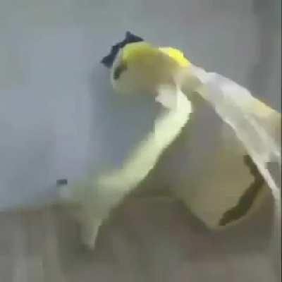 POV: Vc deletou a lixeira do seu pc