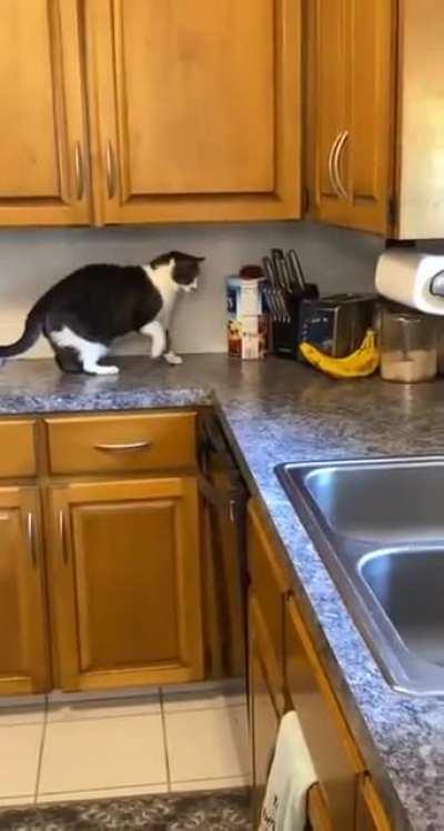 Cat Picks Fight With Bananas.....
