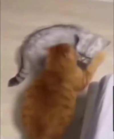 Orange chonker is so confident and ready to attack!