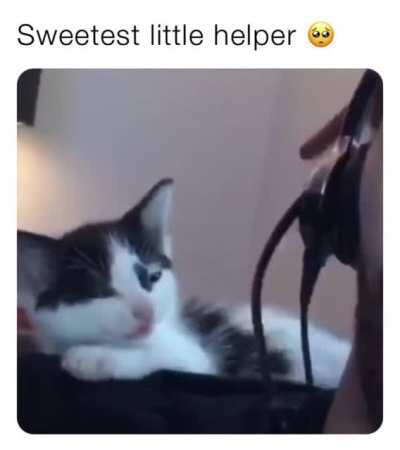 Kitty pays attention to her human