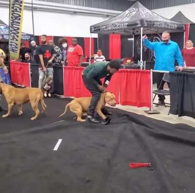 XL bully dog attacks judge at dog show.