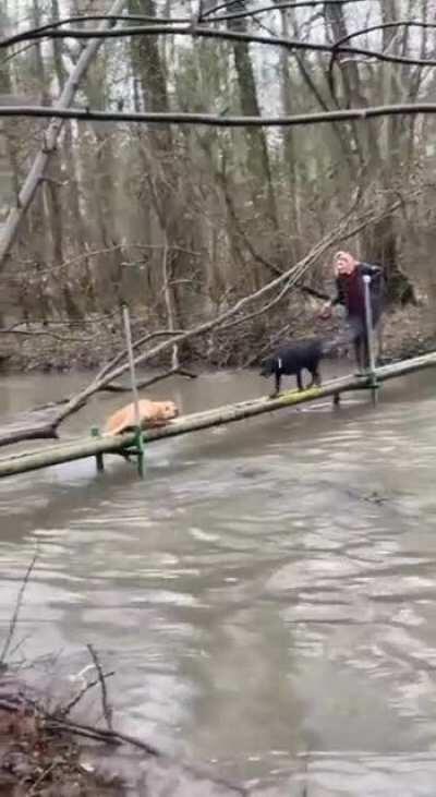 My doggo people need me. OUT OF THE WAY BOI!