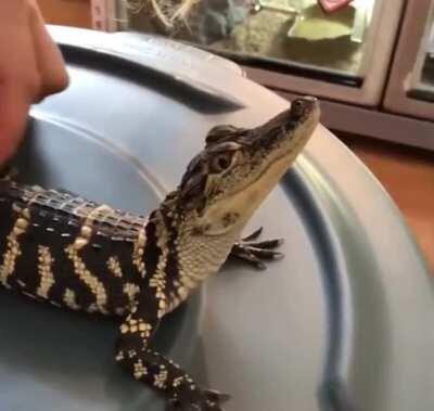 Baby Croc go ur ur ur